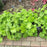 Coral Bells, Autumn Bride Coral Bells