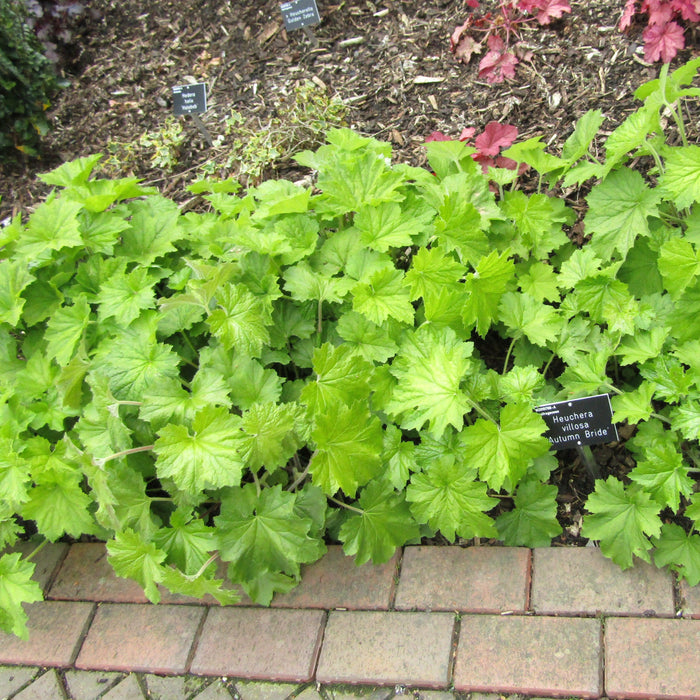 Coral Bells, Autumn Bride Coral Bells