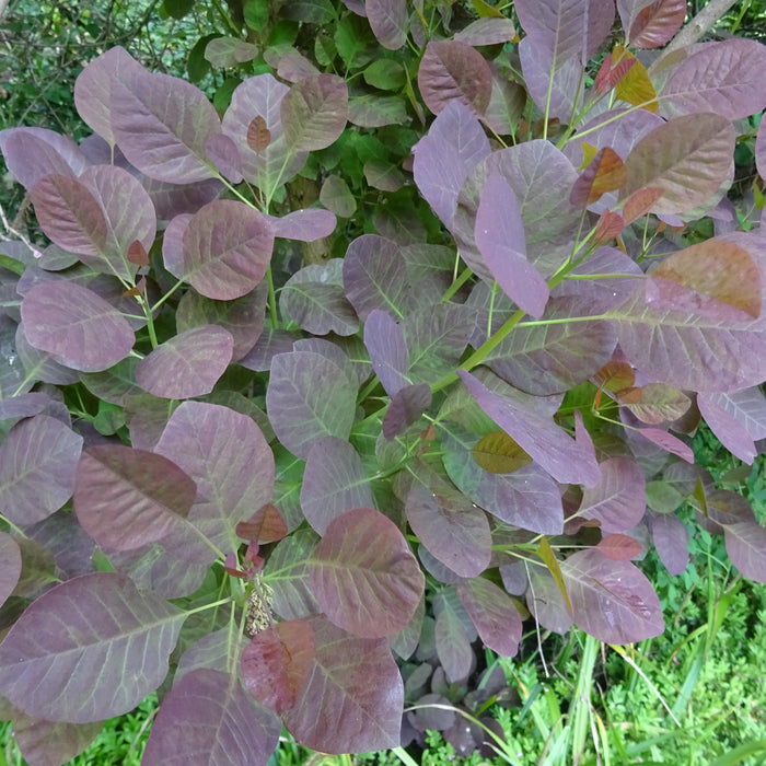 Smoke Tree, Royal Purple Smoke Tree