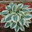 Hosta, Blue Ivory Hosta