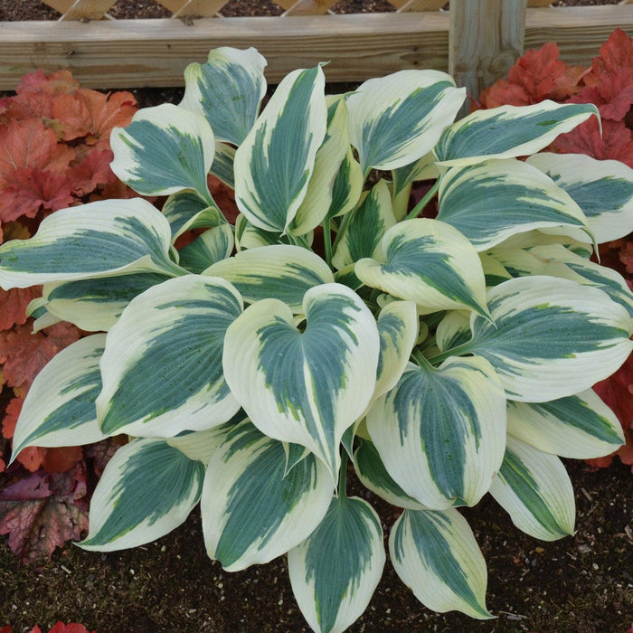 Hosta, Blue Ivory Hosta