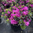 Azalea, Karen Azalea