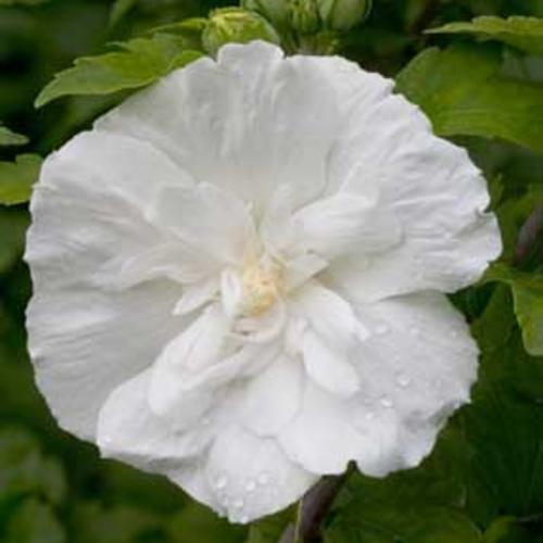 Hibiscus, White Chiffon® Rose of Sharon