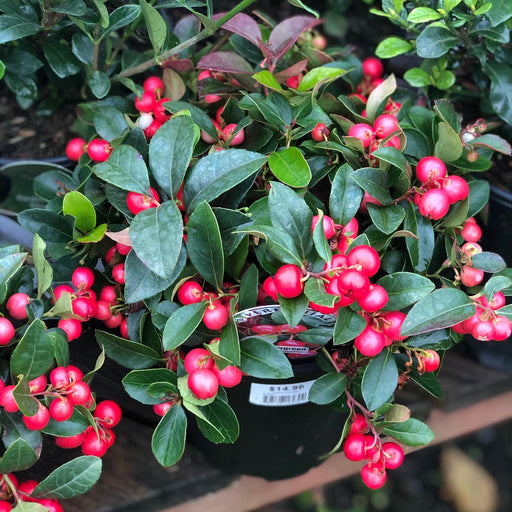 Gaultheria procumbens 'Gaulsidh5'  - Cherry Berries™ Wintergreen
