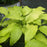 Hosta, Dancing Queen Hosta