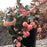 Gaultheria procumbens 'Hokutotakaji-001'  - Winter Fiesta™ Wintergreens