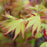 Maple, Orange Dream Japanese Maple