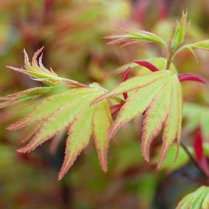 Maple, Orange Dream Japanese Maple