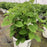 Hydrangea, Invincibelle® Wee White Smooth Hydrangea