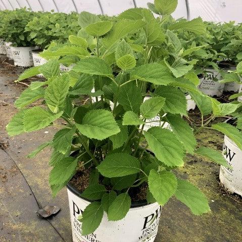 Hydrangea, Invincibelle® Wee White Smooth Hydrangea