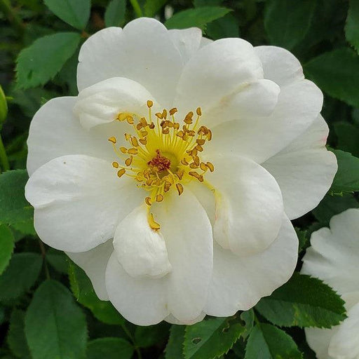 Rose, Easy Elegance® Oscar Peterson™ Rose