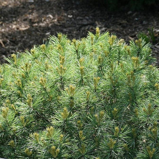 Pine, Soft Touch White Pine