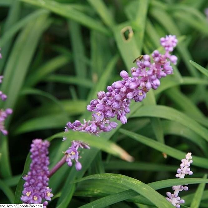 Grass, Royal Purple Lilyturf