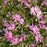 Phlox, Fort Hill Creeping Phlox