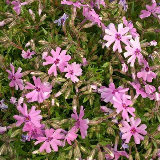 Phlox, Fort Hill Creeping Phlox