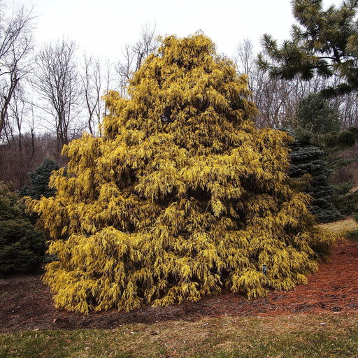 Cypress, Golden Sawara Cypress
