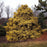 Cypress, Golden Sawara Cypress