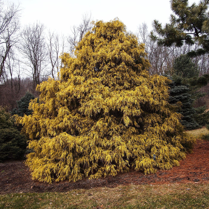 Cypress, Golden Sawara Cypress