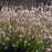 Gaura lindheimeri 'Sparkle White'  - Sparkle White Gaura