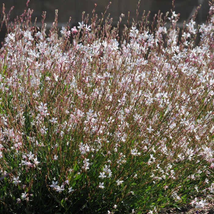 Gaura lindheimeri 'Sparkle White'  - Sparkle White Gaura