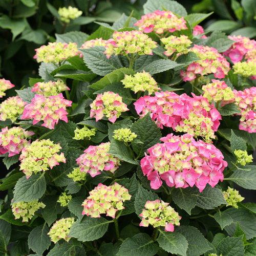 Hydrangea, Let's Dance® Big Band® Hydrangea