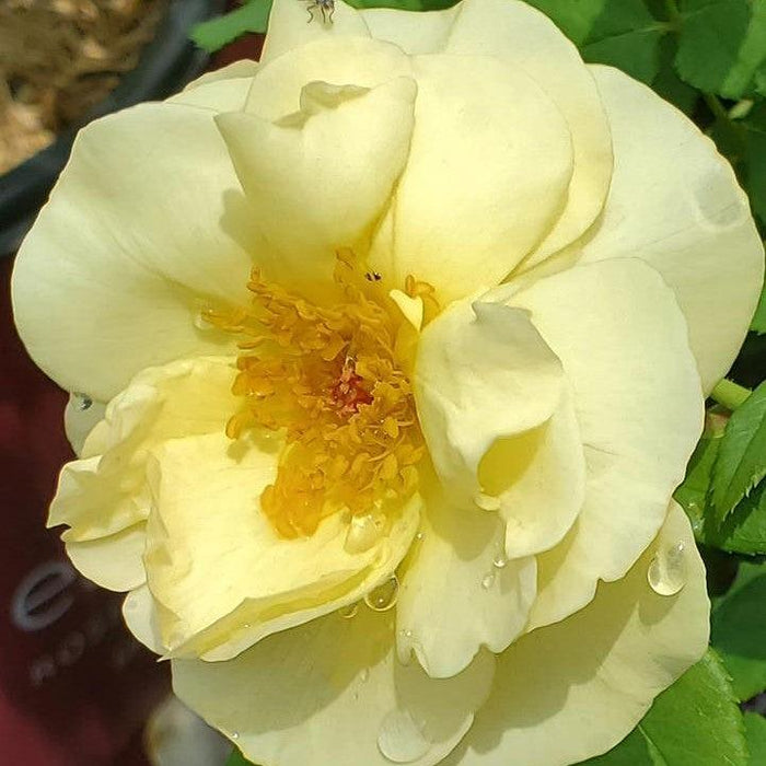 Rose, High Voltage Shrub Rose