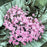 Dianthus, EverLast™ Lavender+Eye Dianthus