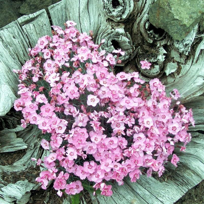 Dianthus, EverLast™ Lavender+Eye Dianthus