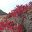Sumac, Smooth Sumac
