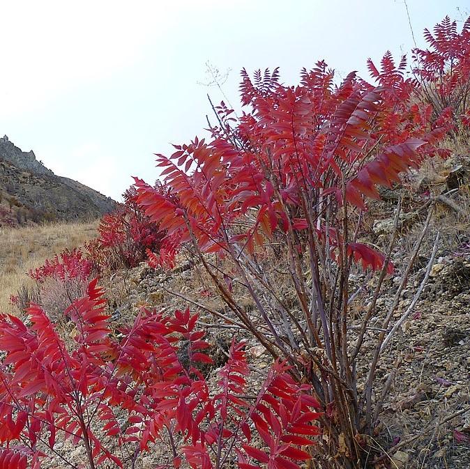 Sumac, Smooth Sumac