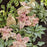 Hosta, PW® Shadowland® 'Waterslide' Hosta