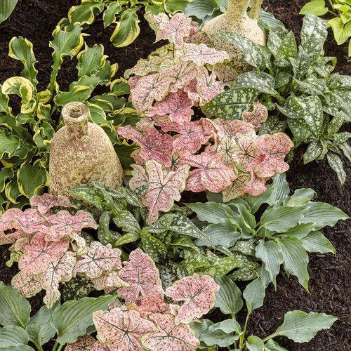 Hosta, PW® Shadowland® 'Waterslide' Hosta
