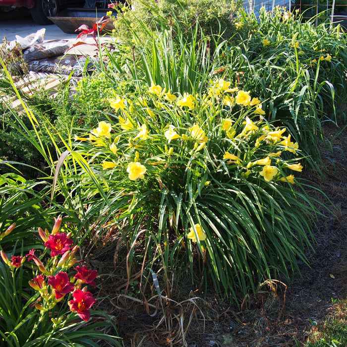 Daylily, Happy Returns Daylily
