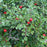 Cotoneaster, Cranberry Cotoneaster
