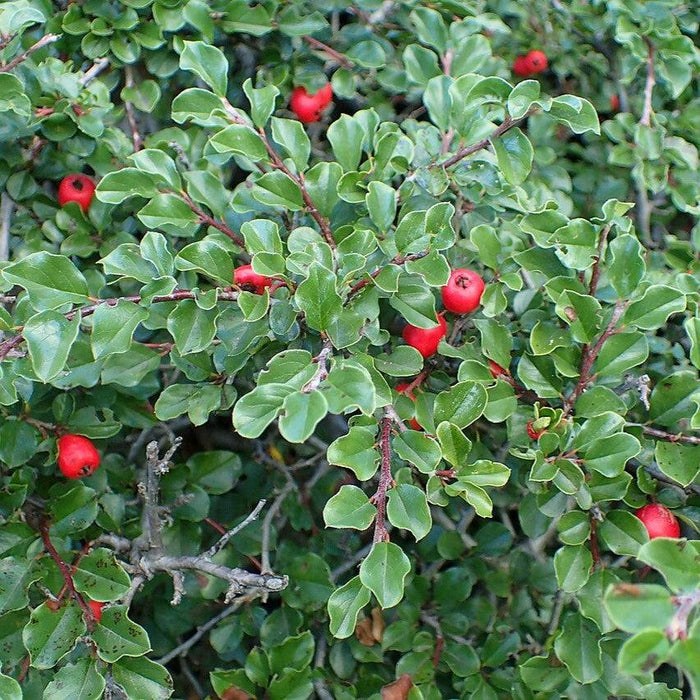 Cotoneaster, Cranberry Cotoneaster