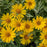 False Sunflower, Sunstruck False Sunflower