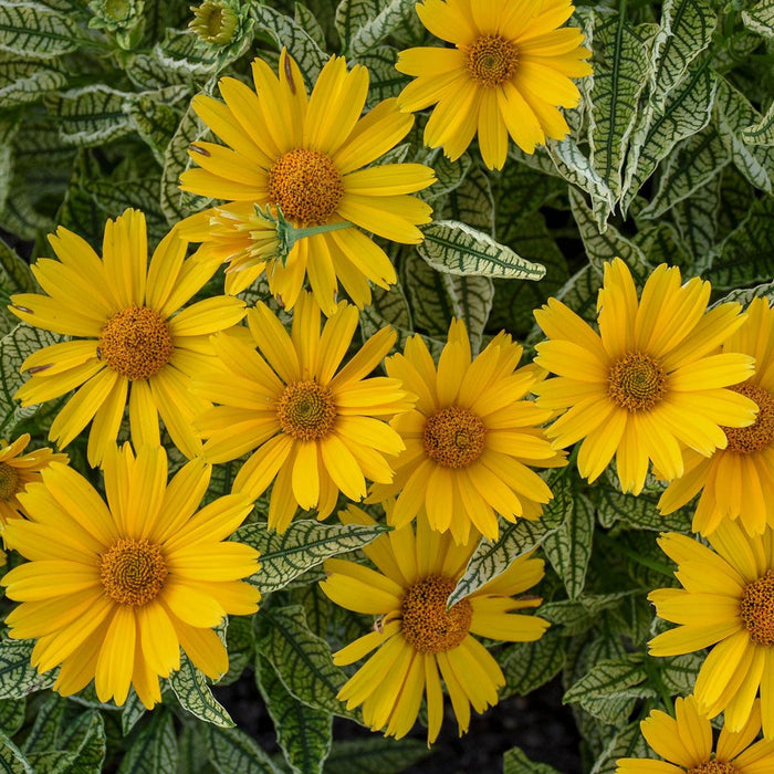 False Sunflower, Sunstruck False Sunflower