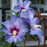 Hibiscus, Azurri Blue Satin® Rose of Sharon