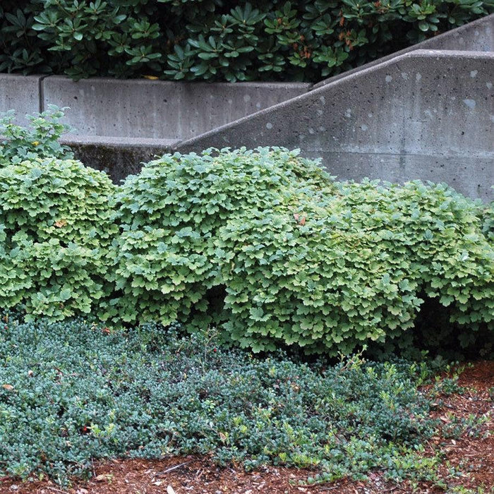Viburnum, Nanum European Cranberrybush