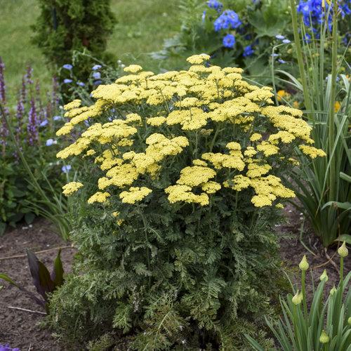 Yarrow, Firefly Sunshine Yarrow