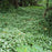 Yellow Archangel, Variegated Yellow Archangel