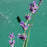 Lavender, Munstead English Lavender
