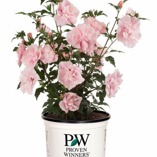 Hibiscus, Pink Chiffon® Rose of Sharon