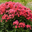 Phlox, Luminary® Sunset Coral Phlox