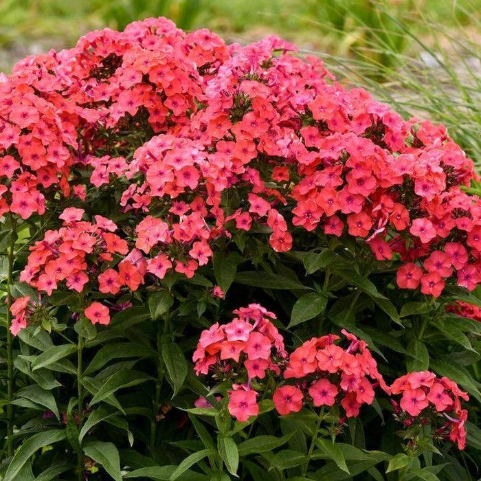Phlox, Luminary® Sunset Coral Phlox