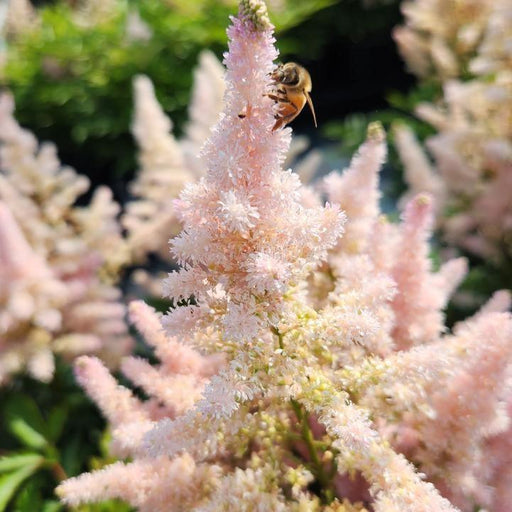 Astilbe, Younique™ Silvery Pink Astilbe