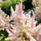 Astilbe, Younique™ Silvery Pink Astilbe