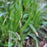 Sedge, Ice Dance Sedge