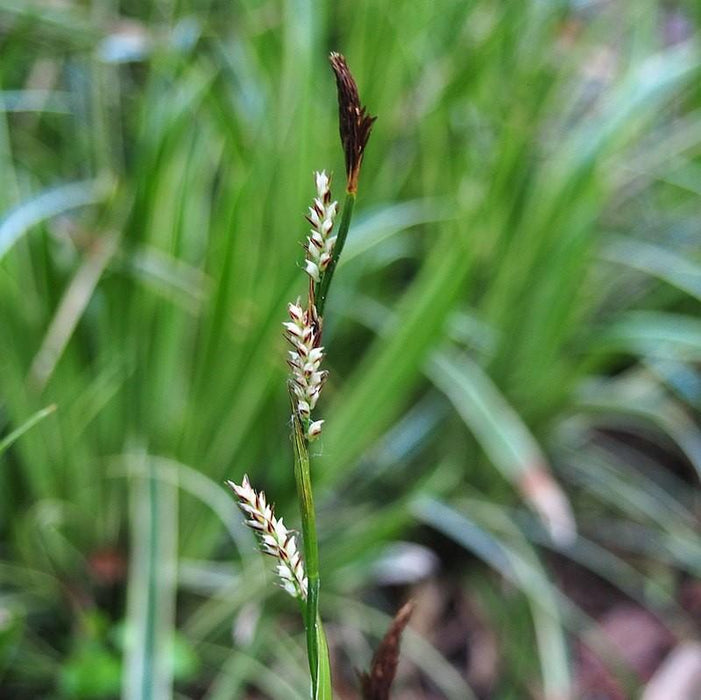 Sedge, Ice Dance Sedge