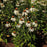 Coneflower, White Swan Echinacea, Coneflower